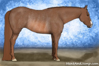 Horse Color:Chestnut Rabicano 