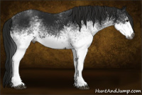 Horse Color:Gray White Spotted Black