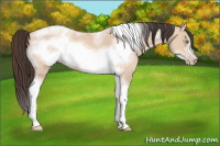 Horse Color:Amber Champagne Dun Tobiano Frame 