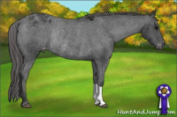 Horse Color:Black Appaloosa Rabicano 