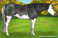 Horse Color:Black Sabino Splash 