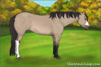 Horse Color:Bay Dun