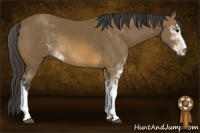 Horse Color:Buckskin Sabino