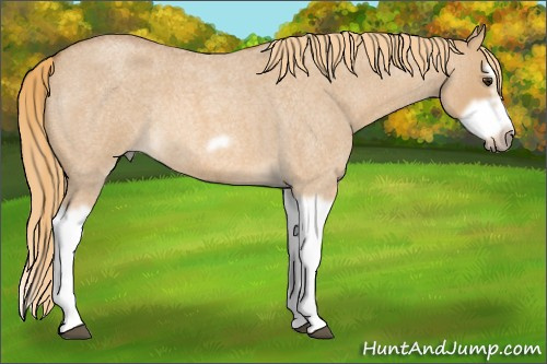 Horse Color: Red Dun Roan Splash Frame Rabicano 