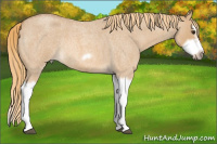 Horse Color:Red Dun Roan Splash Frame Rabicano