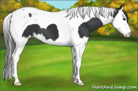 Horse Color:Black Splash Tobiano 