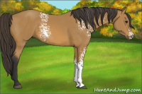 Horse Color:White Spotted Buckskin