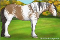 Horse Color:White Spotted Buckskin