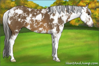 Horse Color:Gray Buckskin Sabino 