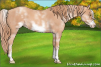 Horse Color:White Spotted Gold Champagne Frame 