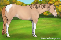 Horse Color:Gold Champagne Tobiano Frame 