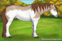 Horse Color:Red Dun Roan Splash Frame Rabicano 