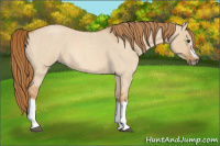 Horse Color:Red Dun Roan Splash Frame Rabicano 