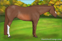 Horse Color:Liver Chestnut Rabicano