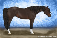 Horse Color:Gray Bay 