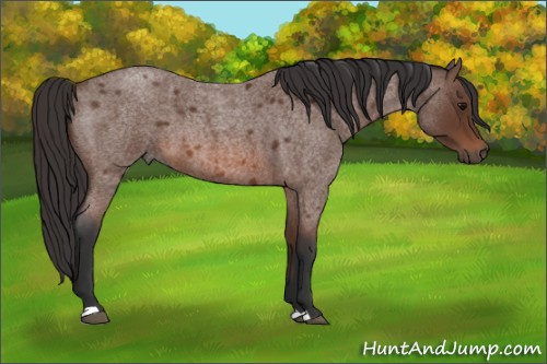Horse Color: Bay Roan 