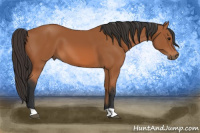 Horse Color:Bay 