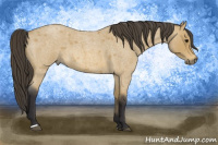 Horse Color:Buckskin Roan 
