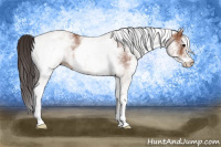 Horse Color:White Spotted Bay 