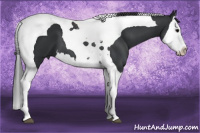 Horse Color:Black Splash Tobiano