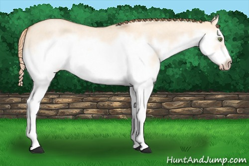 Horse Color: Gold Champagne Roan Dun Splash Frame Rabicano 