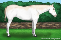 Horse Color:Gold Champagne Roan Dun Splash Frame Rabicano