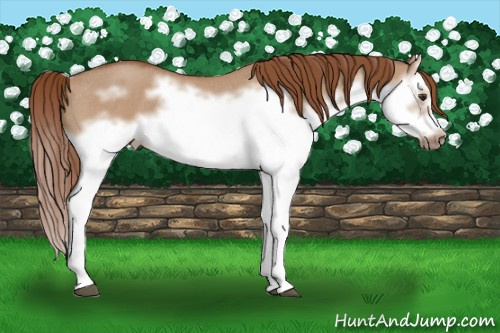 Horse Color: Liver Red Dun Roan Splash Frame Rabicano 