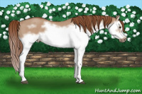 Horse Color:Liver Red Dun Roan Splash Frame Rabicano