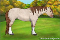 Horse Color:Red Dun Roan Splash Frame Rabicano