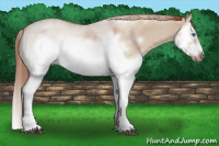 Horse Color:Red Dun Roan Splash Frame Rabicano 