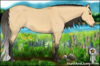 Horse Color:Buckskin Dun 