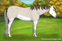 Horse Color:Classic Cream Champagne Dun Splash 