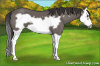Horse Color:Smoky Grullo Splash Frame 