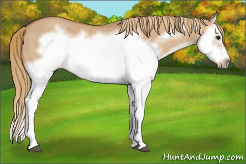 Horse Color: Red Dun Roan Splash Frame Rabicano 