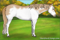 Horse Color:Red Dun Roan Splash Frame Rabicano 