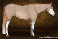 Horse Color:Red Dun Roan Splash Frame Rabicano