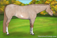 Horse Color:Red Dun Roan Splash Frame Rabicano 