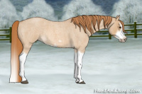 Horse Color:Red Dun Roan Splash Frame Rabicano 