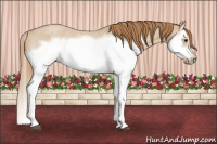 Horse Color:Red Dun Roan Splash Frame Rabicano