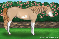 Horse Color:Red Dun Roan Splash Frame Rabicano 