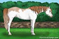 Horse Color:Red Roan Splash Frame Rabicano