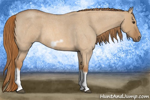 Horse Color: Red Dun Roan Splash Frame Rabicano 
