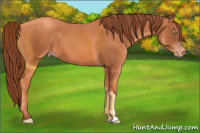 Horse Color:Gray Gold Champagne 