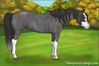 Horse Color:Smoky Blue Roan Splash