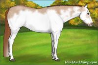 Horse Color:Red Dun Roan Splash Frame Rabicano