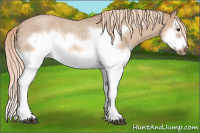 Horse Color:Red Dun Roan Splash Frame Rabicano