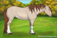 Horse Color:Red Dun Roan Splash Frame Rabicano