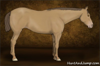 Horse Color:Sable Cream Champagne