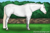 Horse Color:White Spotted Chestnut Frame Appaloosa 