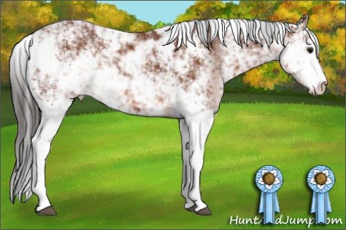 Horse Color: Bay Sabino 
